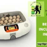 Top 9 Best Egg Incubators In India
