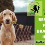 Top 26 Best Dog Food Brands in India & Buyer’s Guide